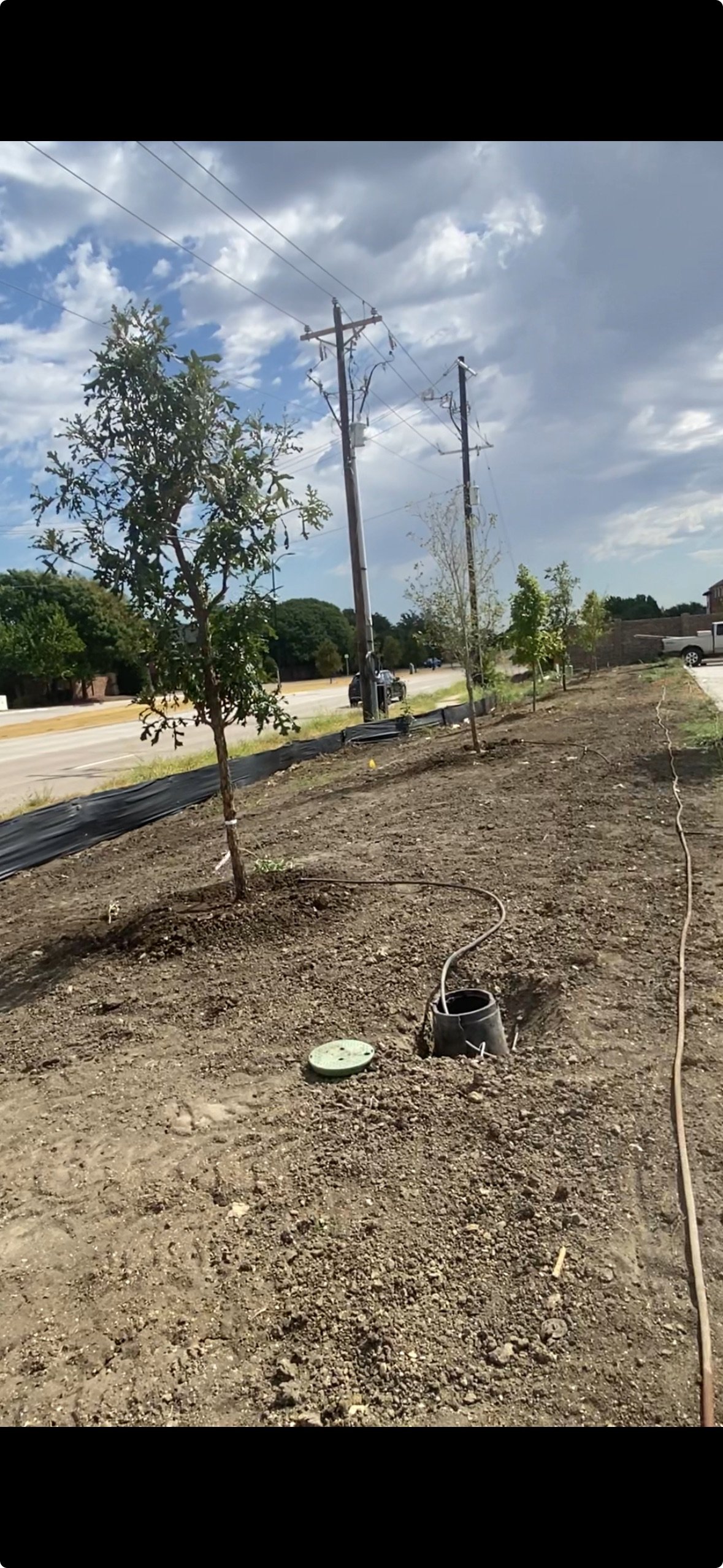 Tree Planting & Installation