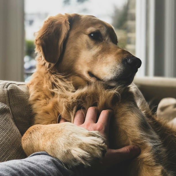Pet Care Features