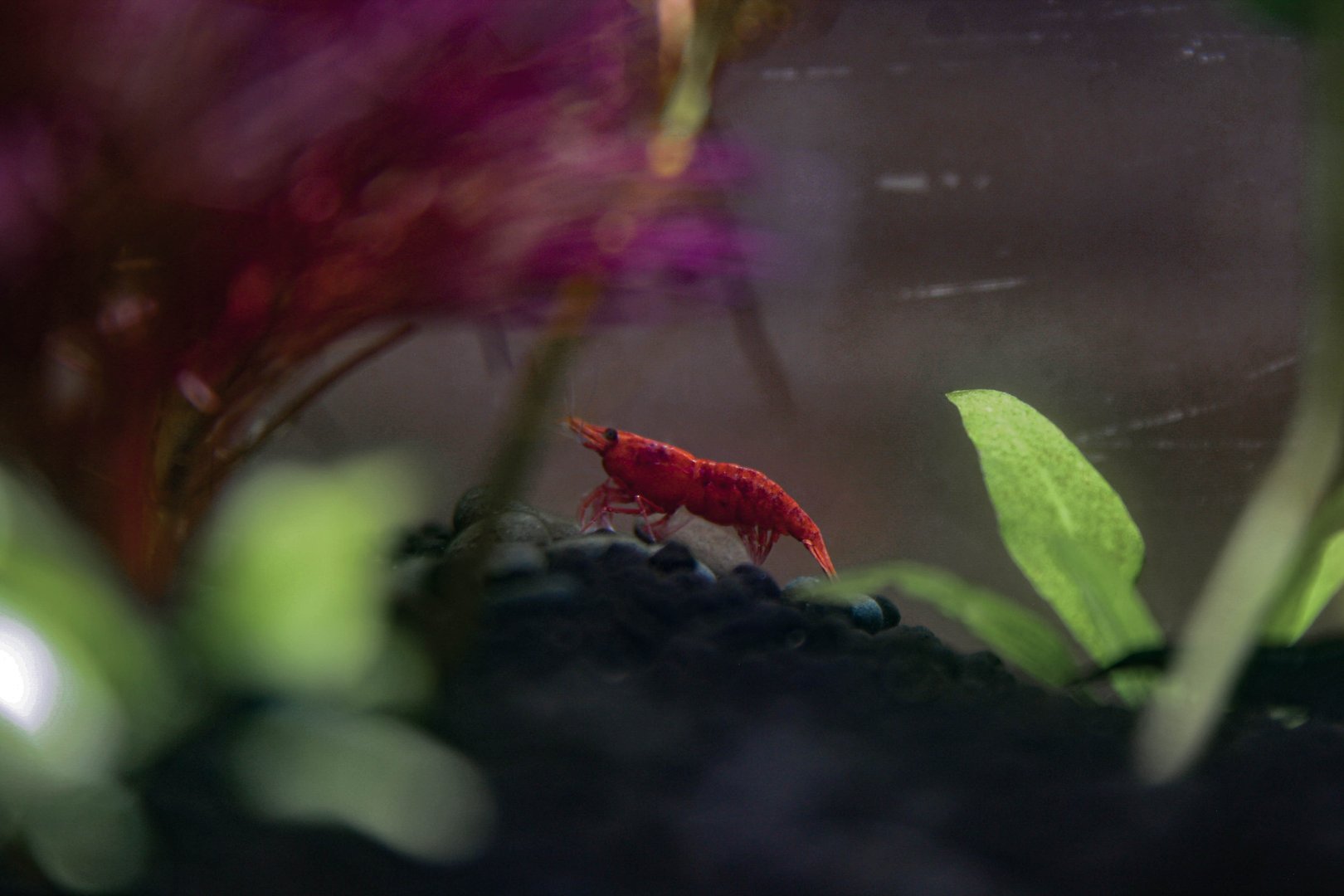 Red Neocaridina Shrimp grazing for food