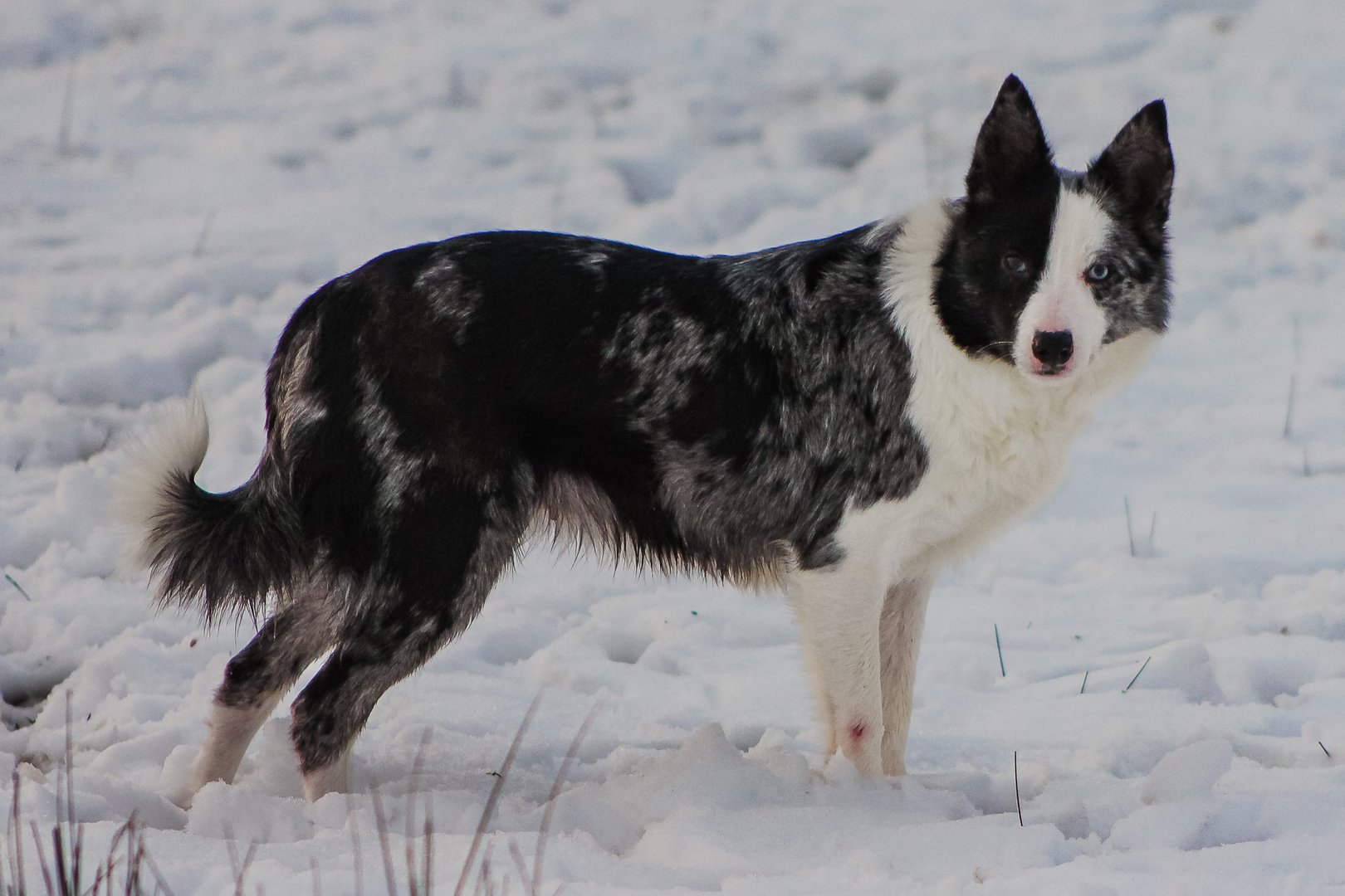 Littleheath Jodie - Blue Merle Border Collie