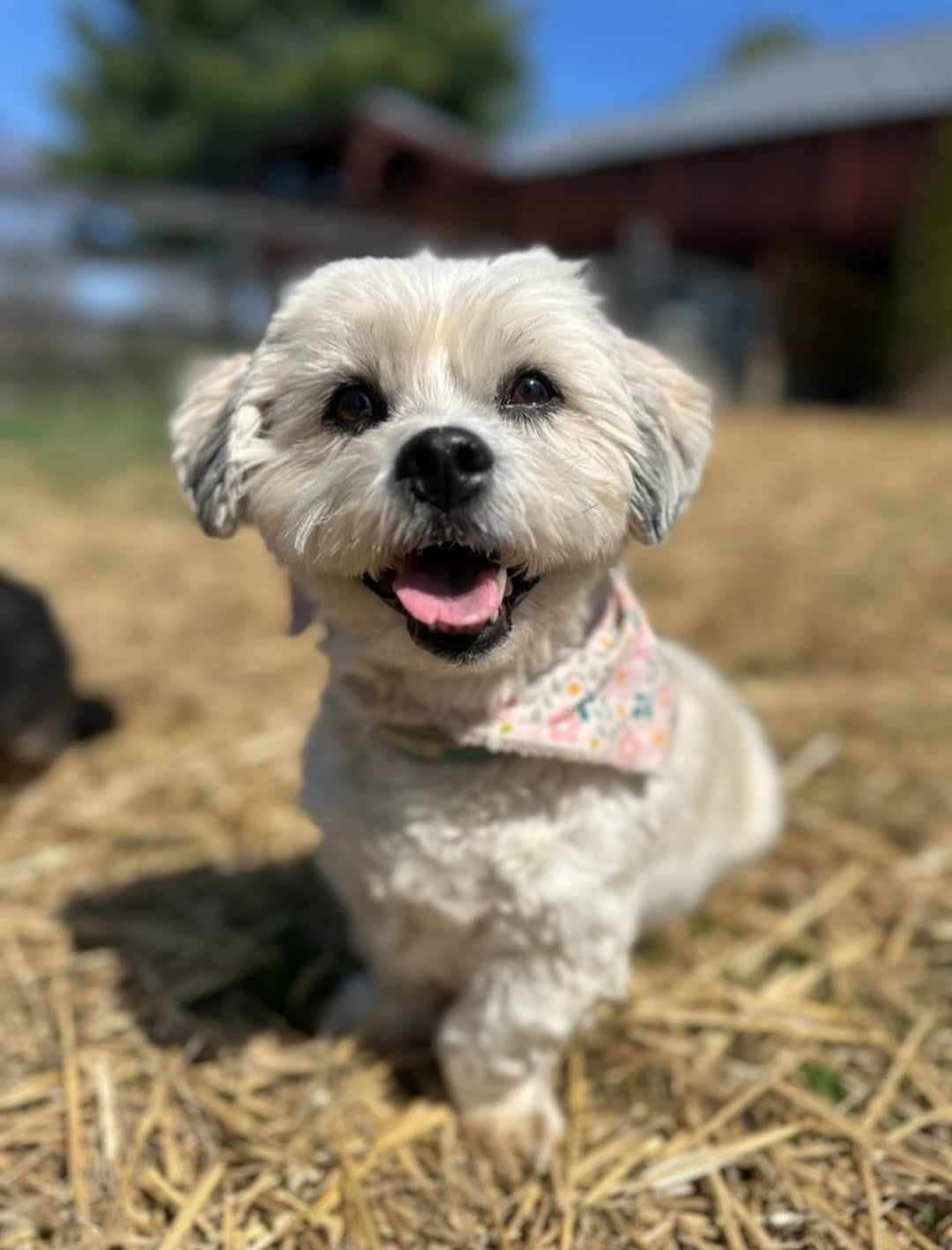 Happy dog enjoying our professional care and comfortable environment