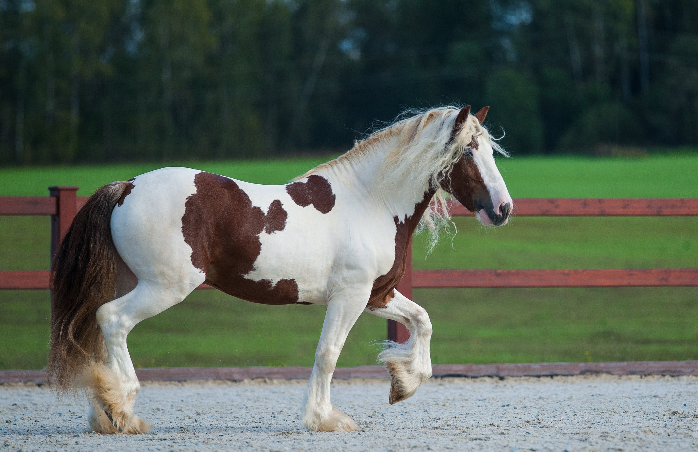 Irish cob stallion shows off in paddock