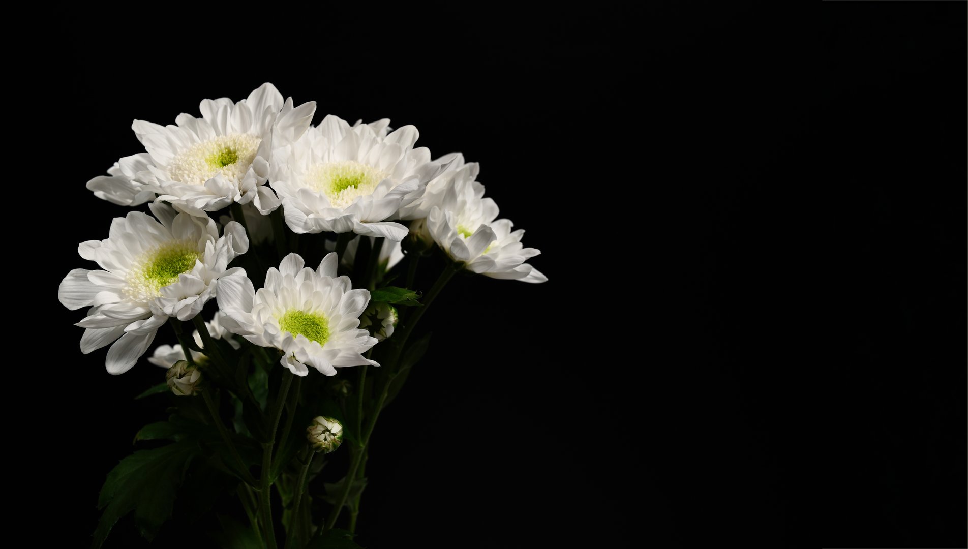 Elegant floral composition with copy space