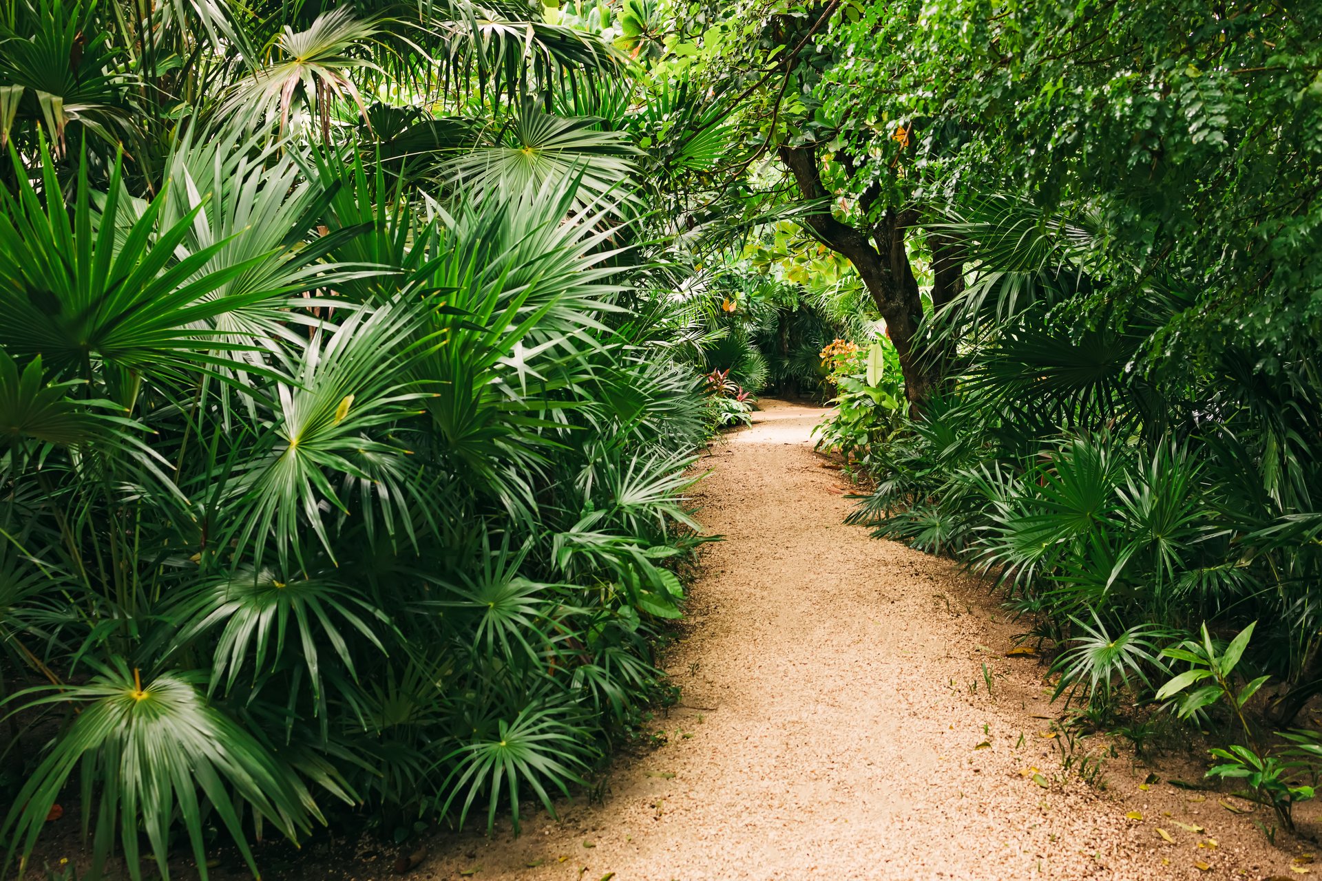 Tropical pathway surrounded by vibrant greenery in a serene garden setting