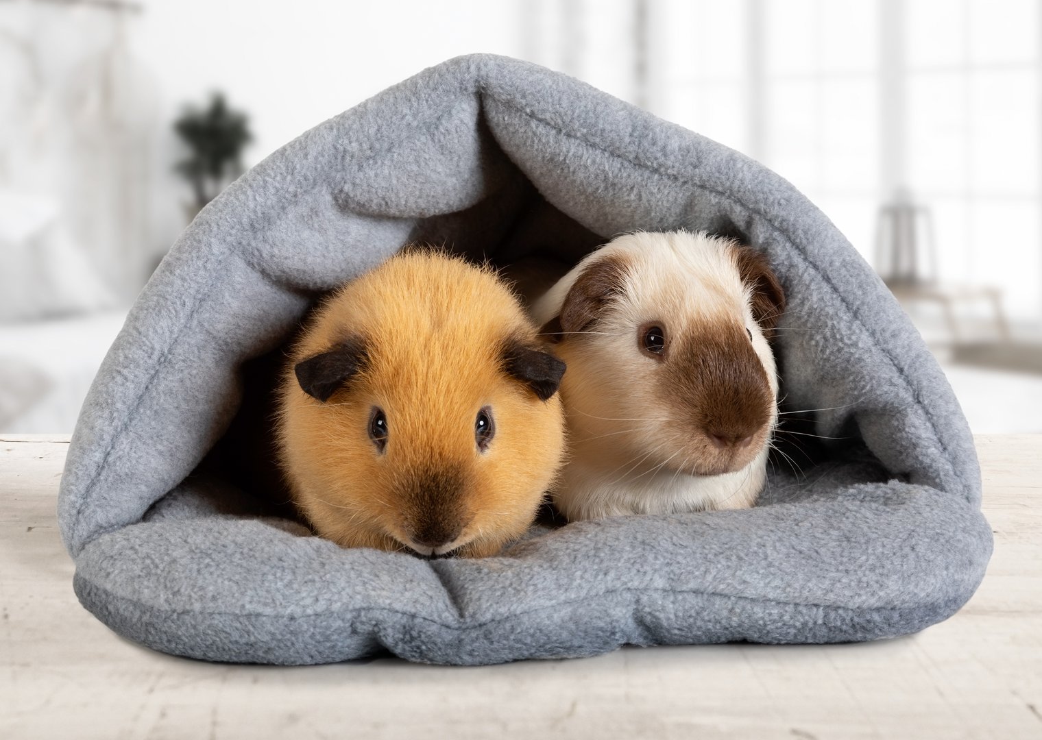 Guinea Pigs image