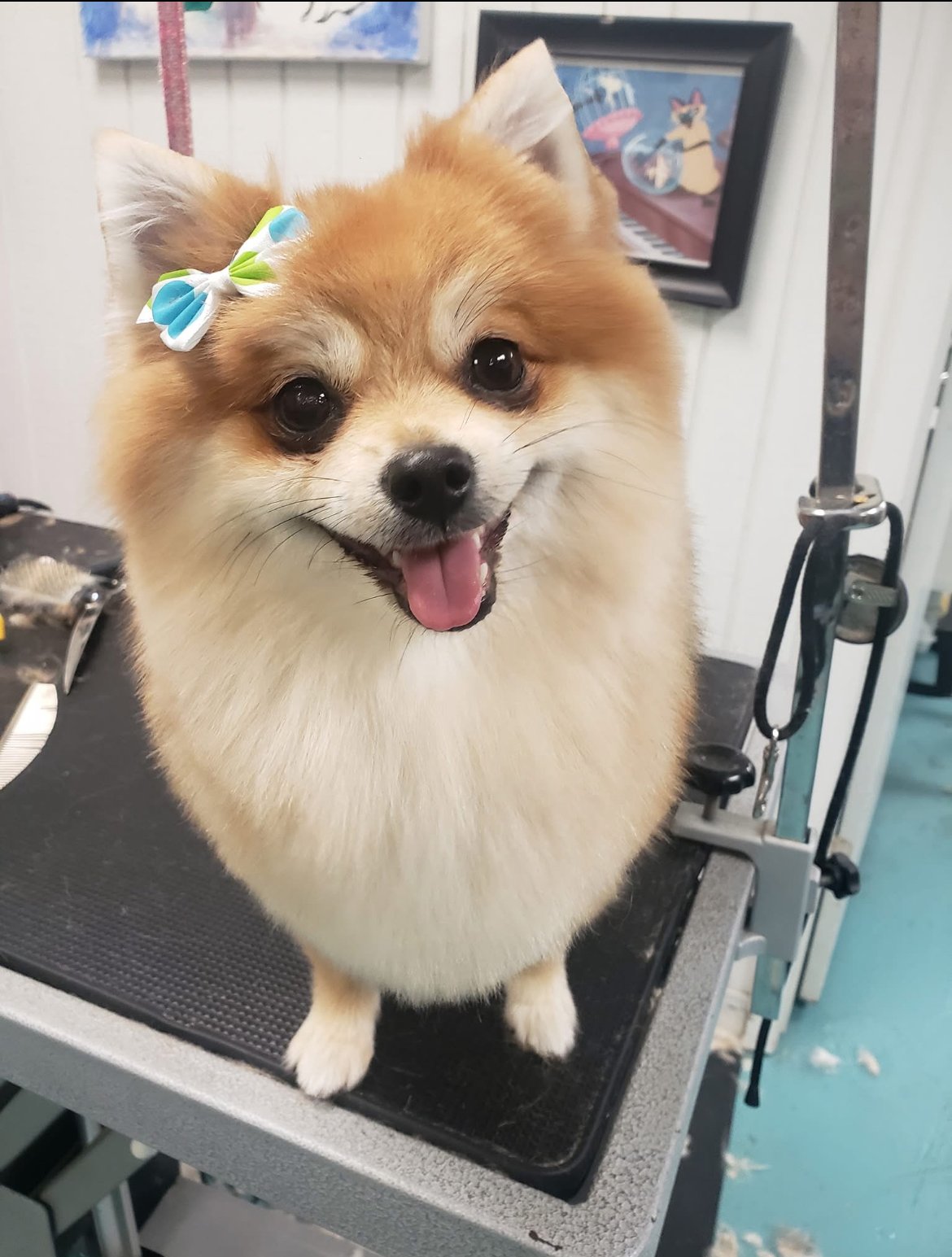 Professional pet grooming at Puppy Love Grooming