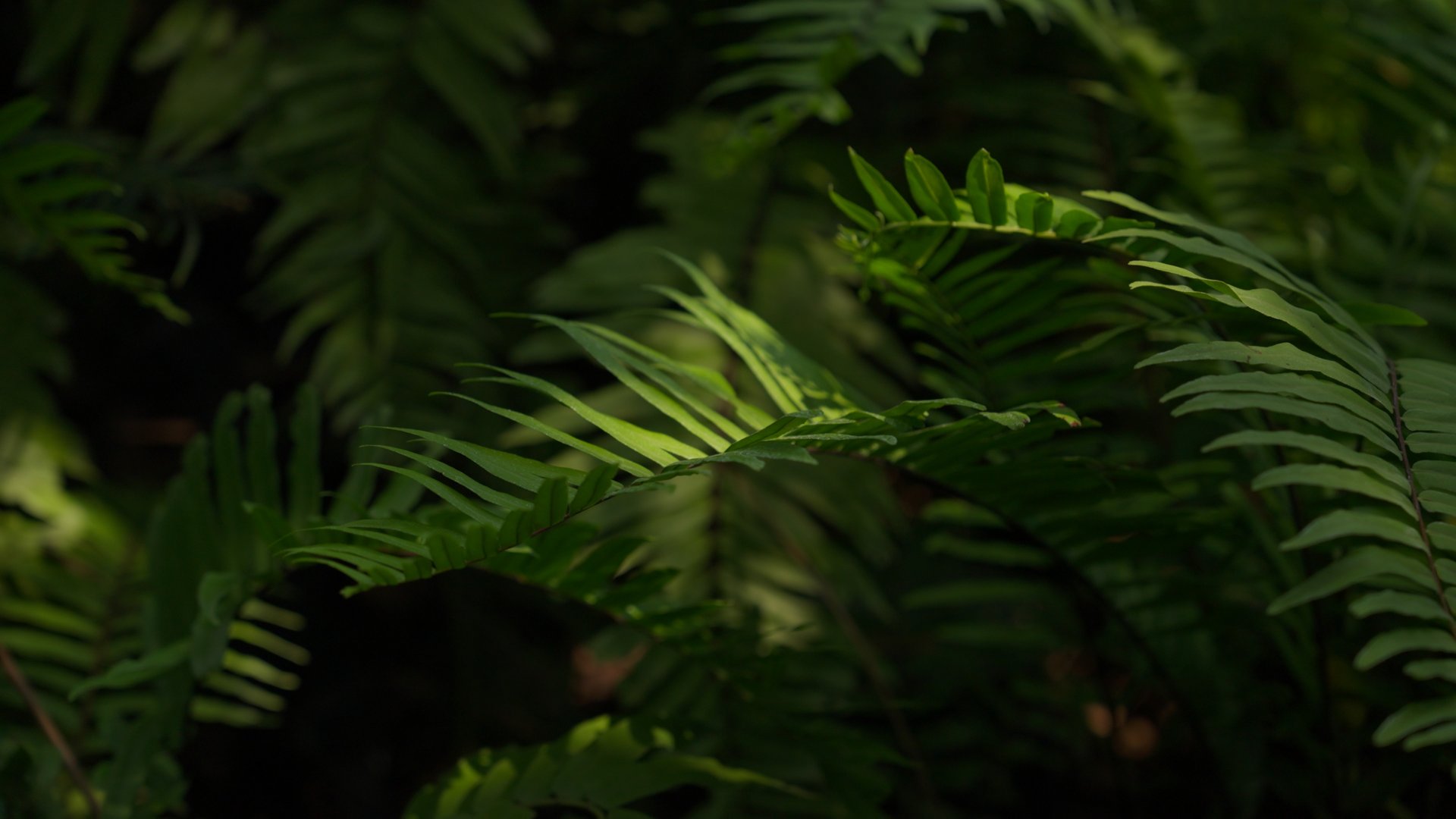 Hands touching leaves in nature.