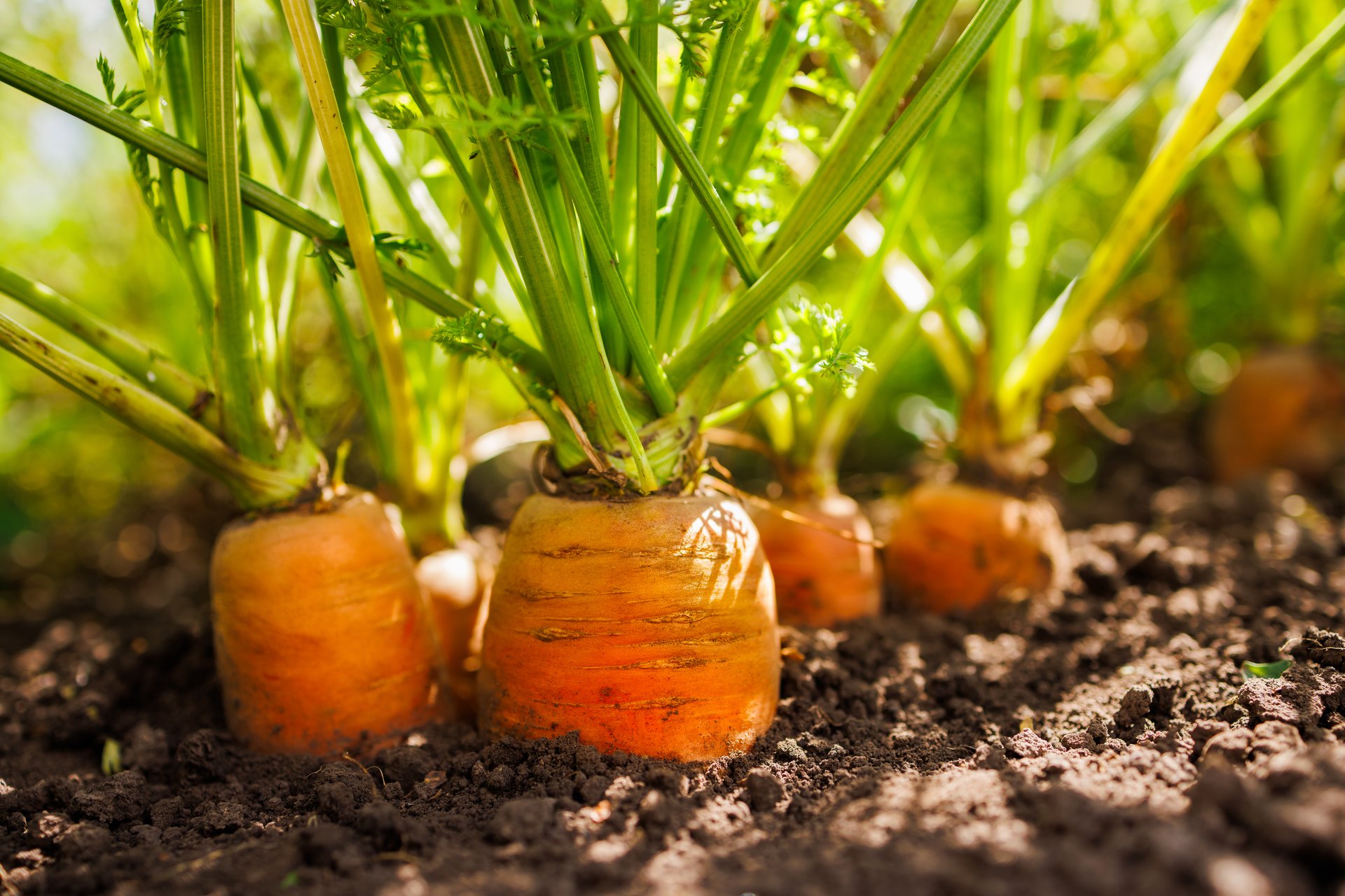 Close-up of fresh carrots growing in rich soil, showcasing their vibrant orange roots and green leafy tops, illuminated by sunlight.