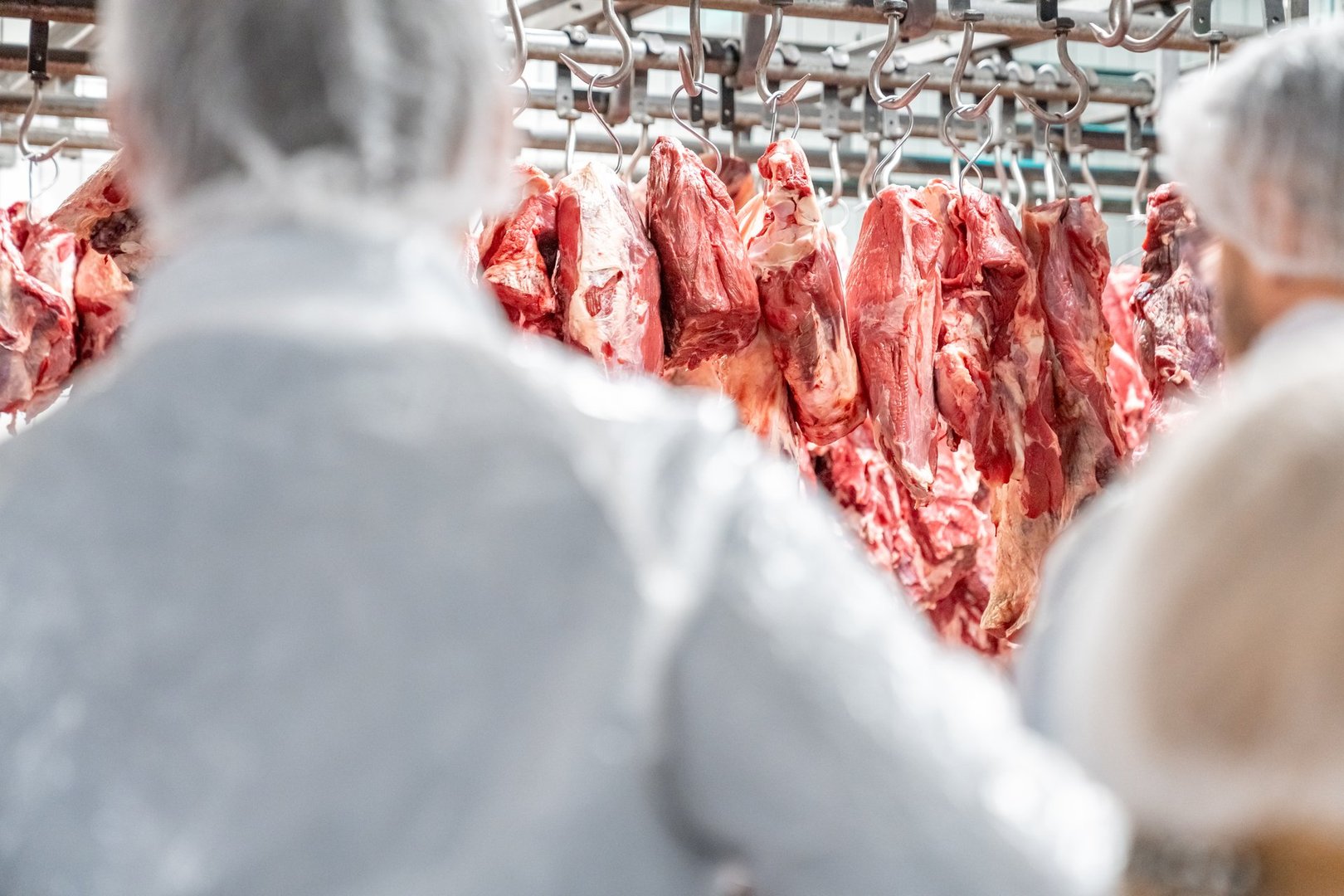 Two butchers in protective clothing working in a meat processing plant, handling freshly butchered beef carcasses on hooks while ensuring quality control and hygiene standards