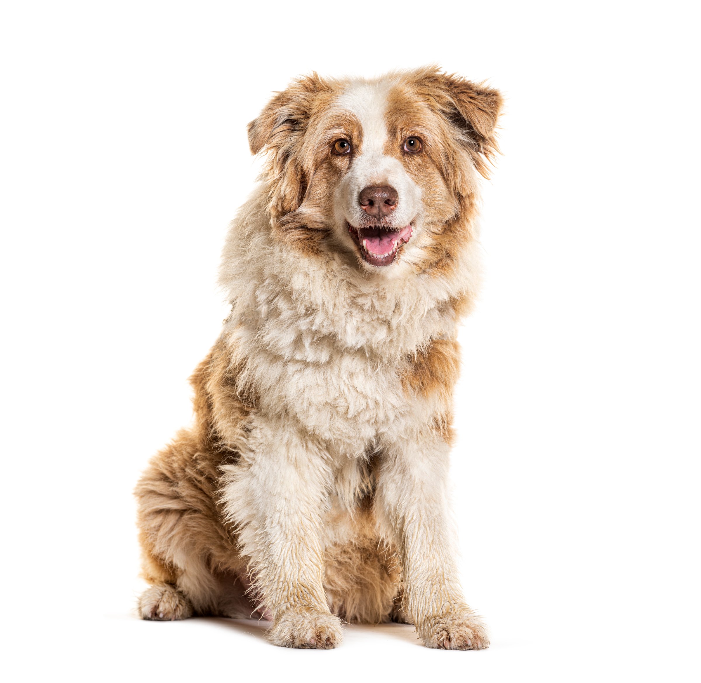 Happy Twelve years old autralian shepherd, isolated on white