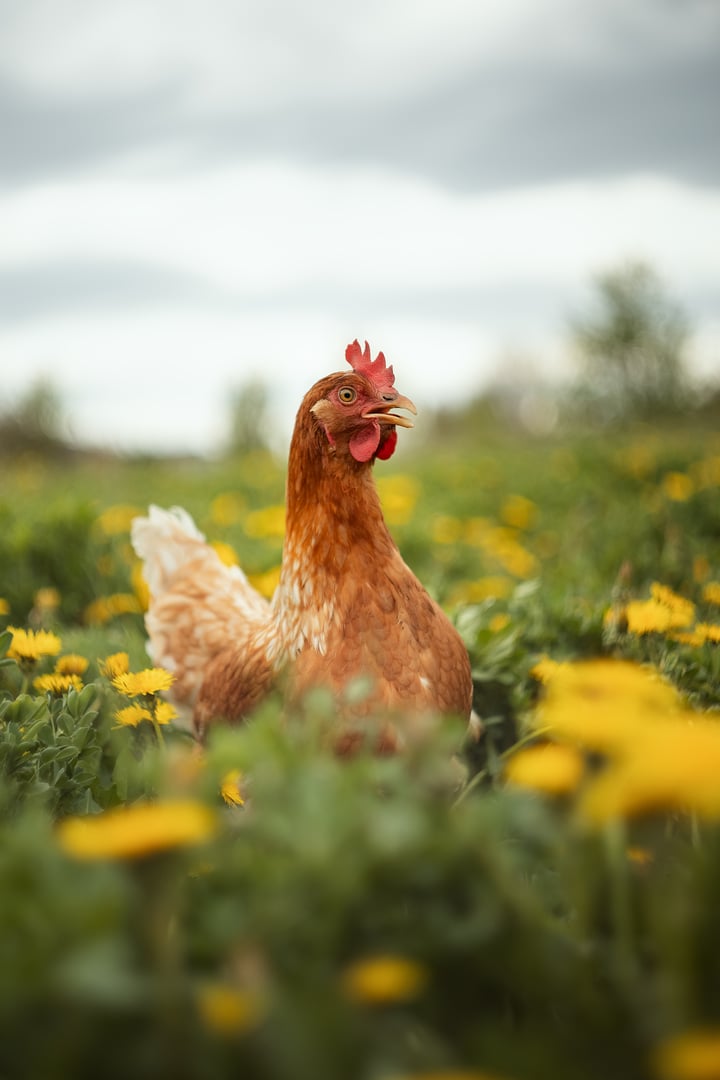 A photo of a domestic chicken in a meadow with dandelions.