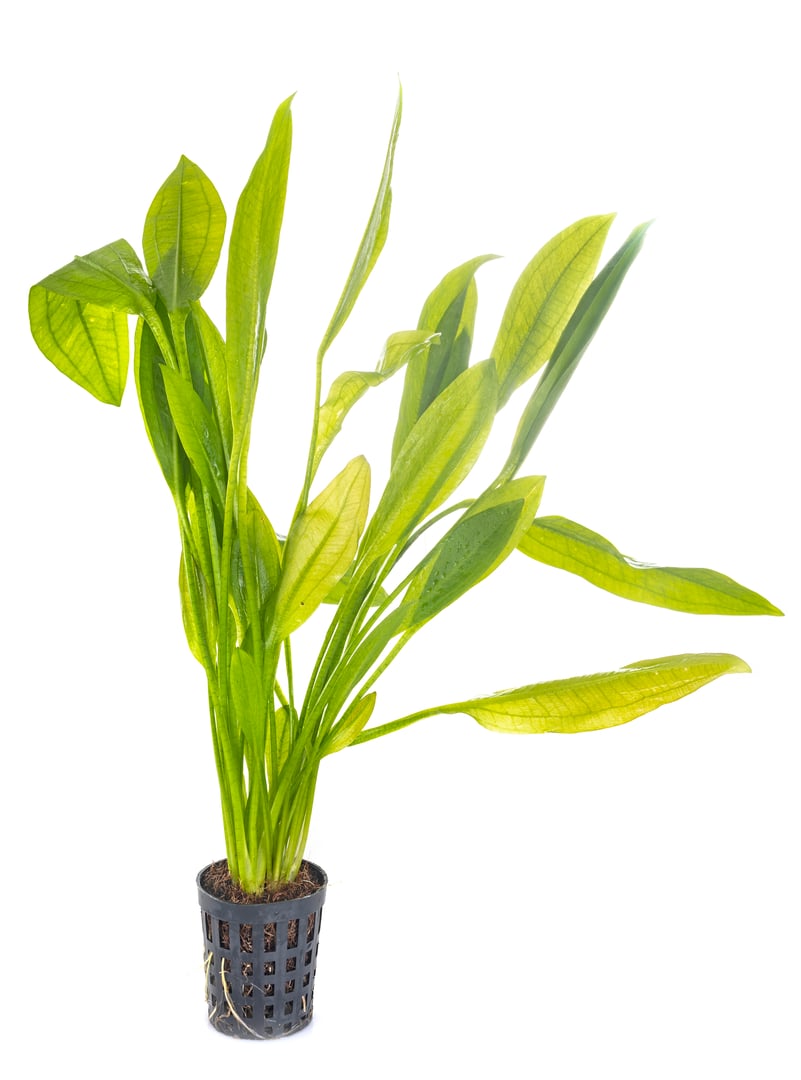 echinodorus plant in front of white background