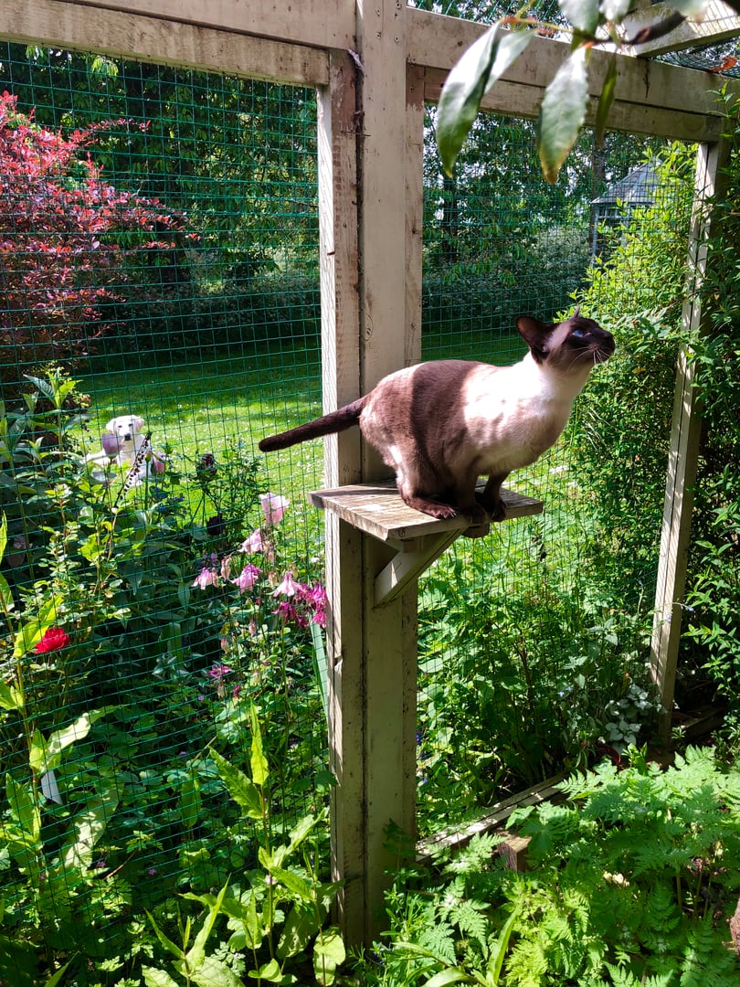 Cat jumping on catio structure