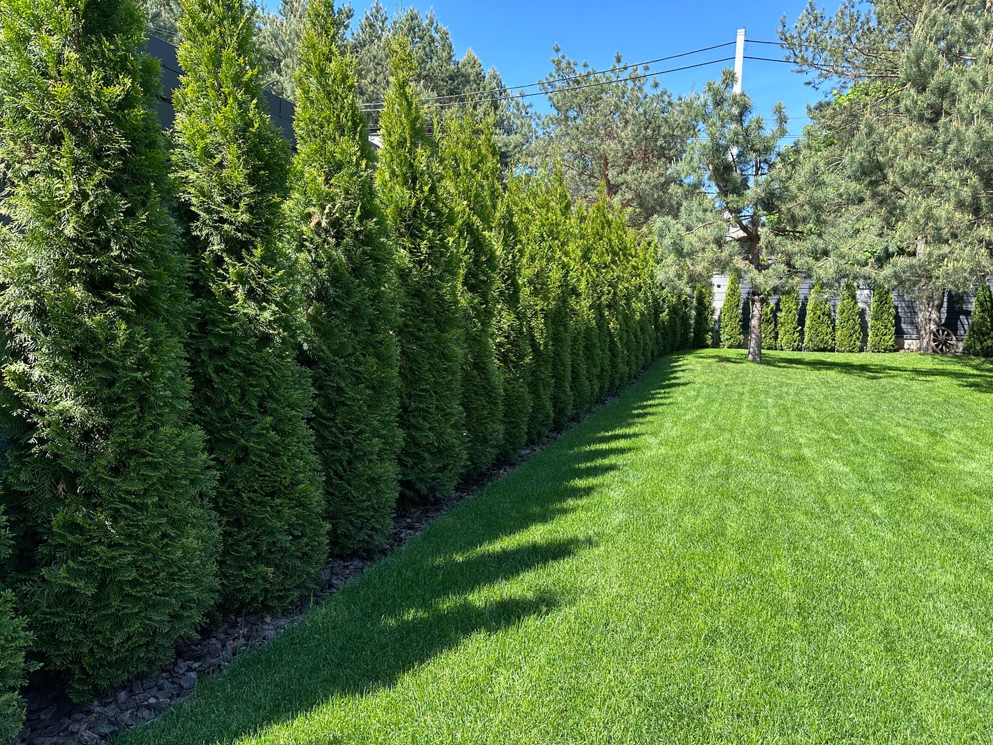 Landscaping in the yard lawn grass and green spaces. A hedge of green thuja on a sunny day. Landscaped yard among pine trees.