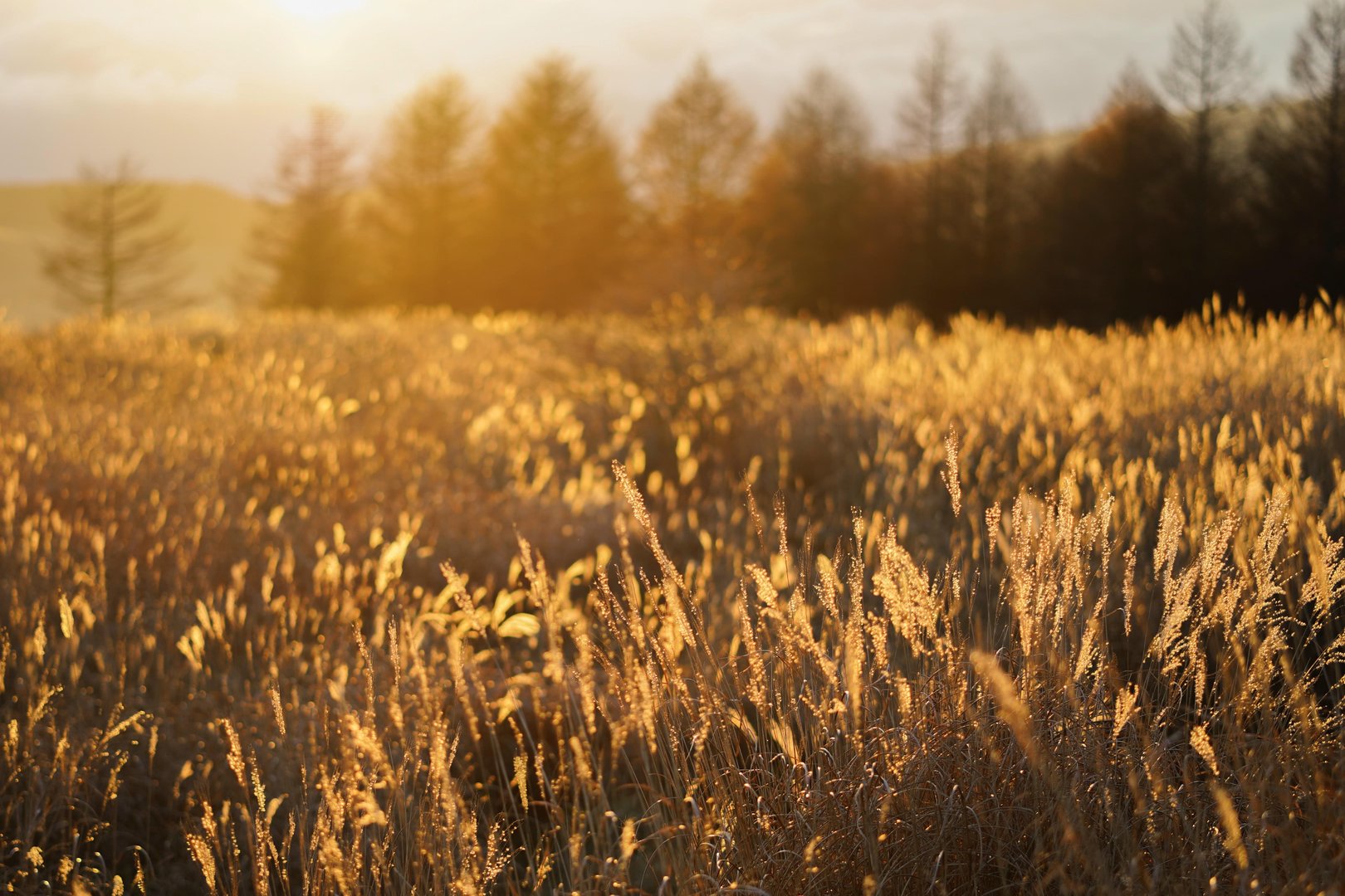 wheat field in sunset