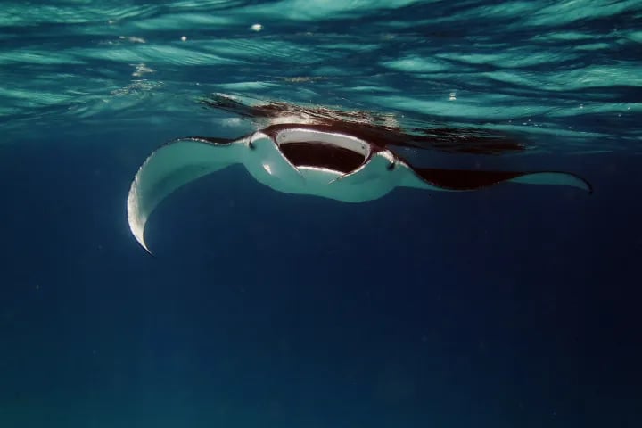 Hawaii Island & Ocean Tours manta ray snorkel experience