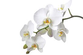 Orquídea decorativa