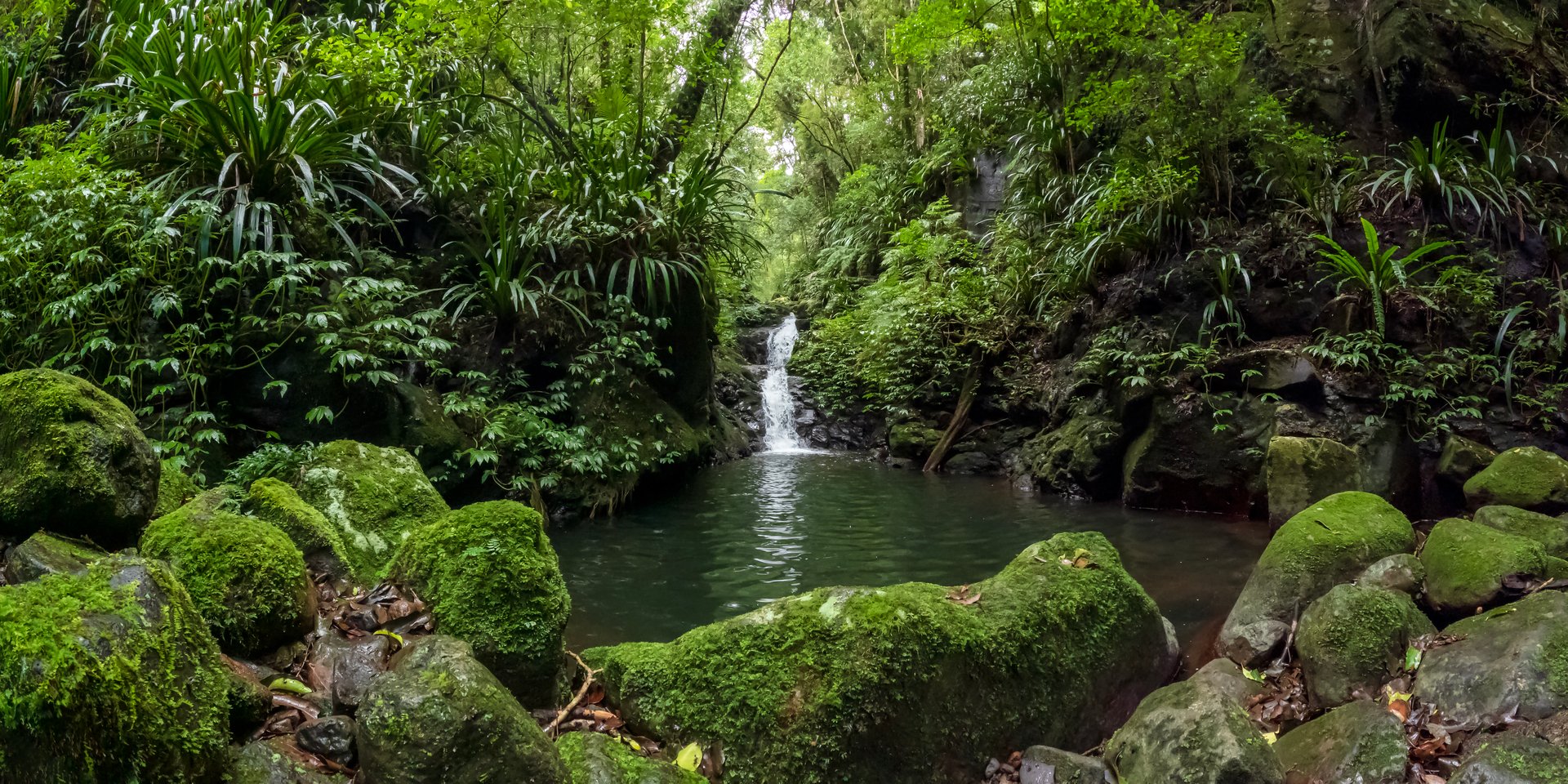 Iconic Waterfall surrounded by Lush Green Ancient Forest in Queenslands Gondwana Rainforests, Lamington National Park, Australia