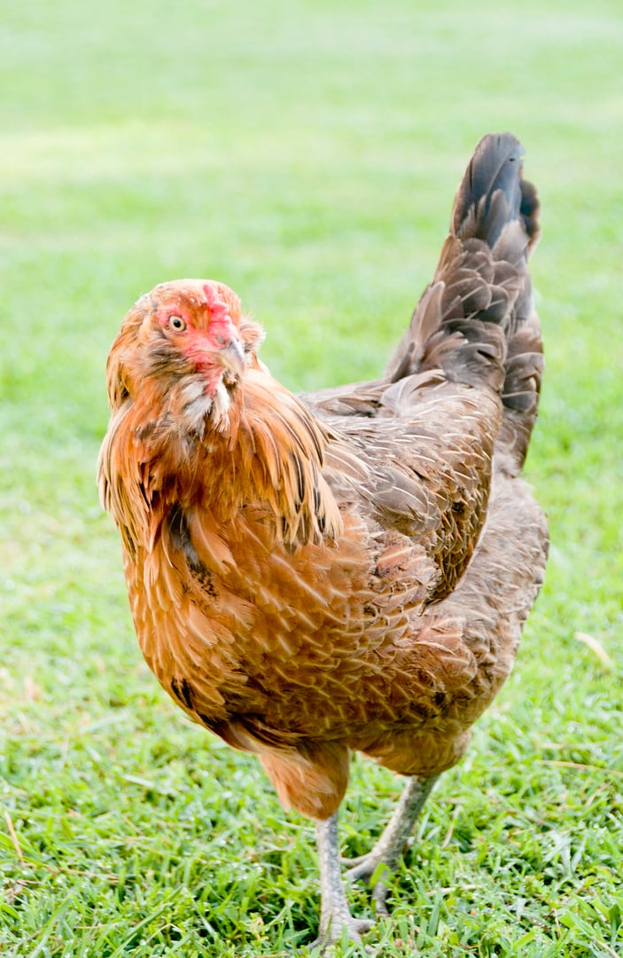 Free Ranging, Backyard, Egg Laying Hen (Ameraucana)