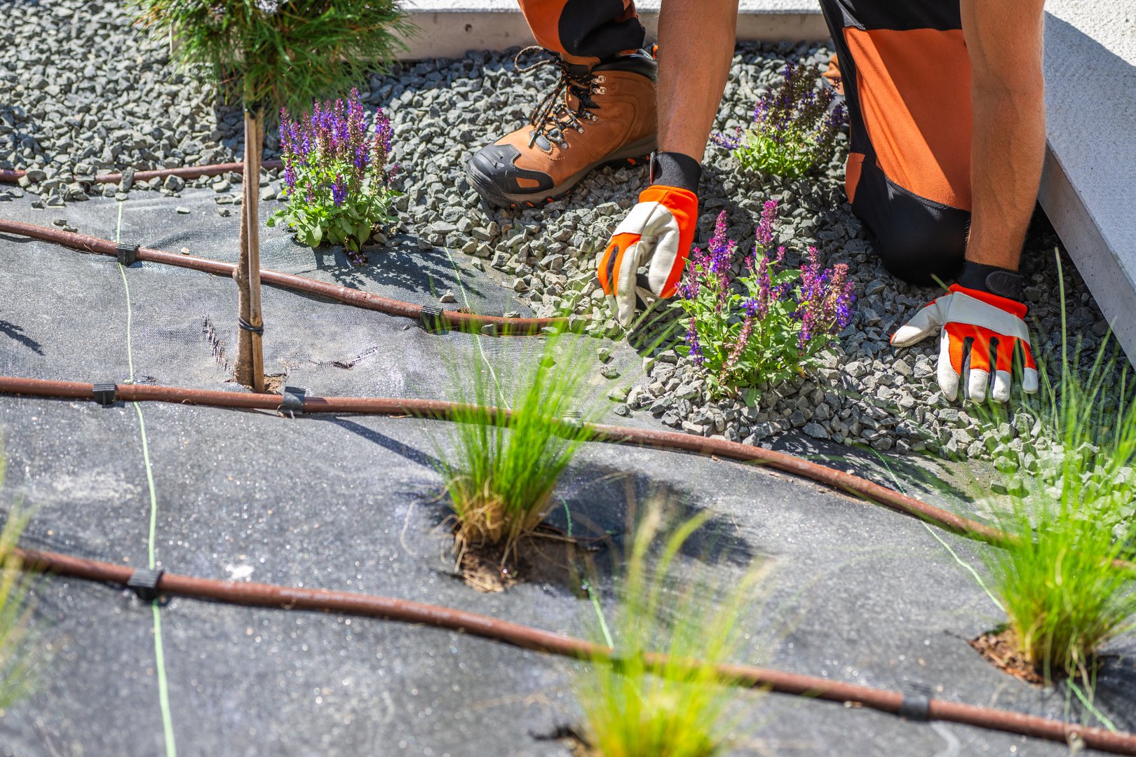 A gardener works meticulously in a gravel landscape, carefully placing small plants around a drip irrigation line. The scene captures the vibrant colors of the plants, enhancing the outdoor space while ensuring efficient watering under the warm sun.