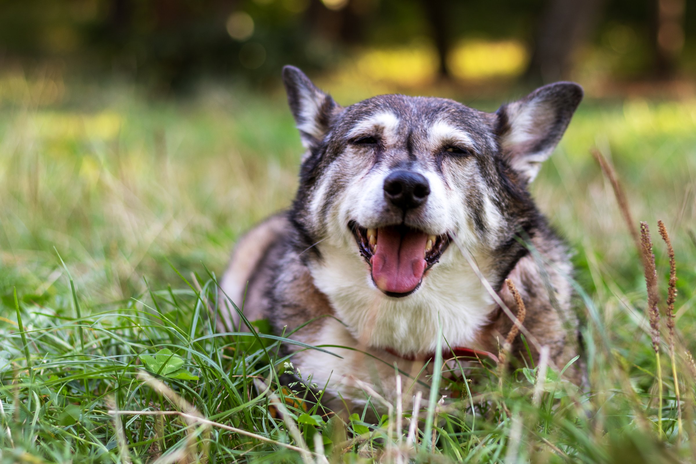 Outdoor portrait of a twelve year old dog with gray fur.