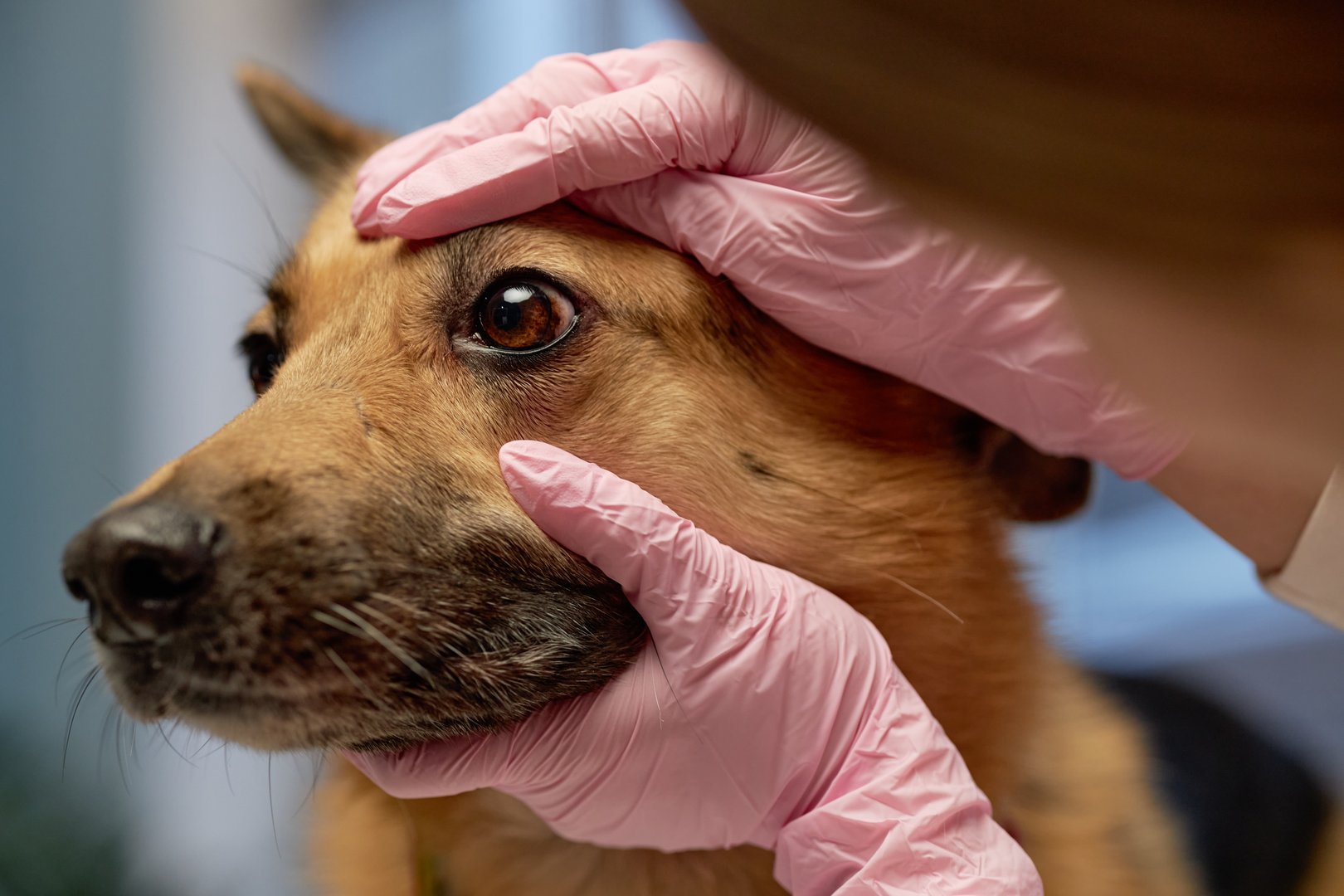 Close up on hands of vet specialist in gloves carefully examining dogs eye during routine physical check up at vets office