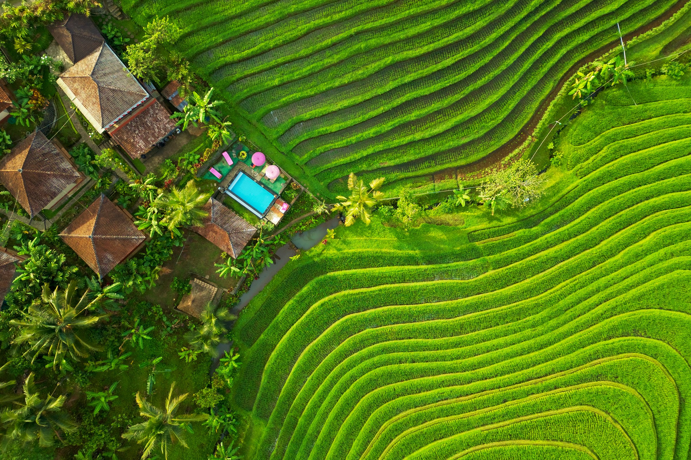 A luxurious eco resort with a swimming pool among green rice terraces in Bali. Traditional villas in lush tropical nature