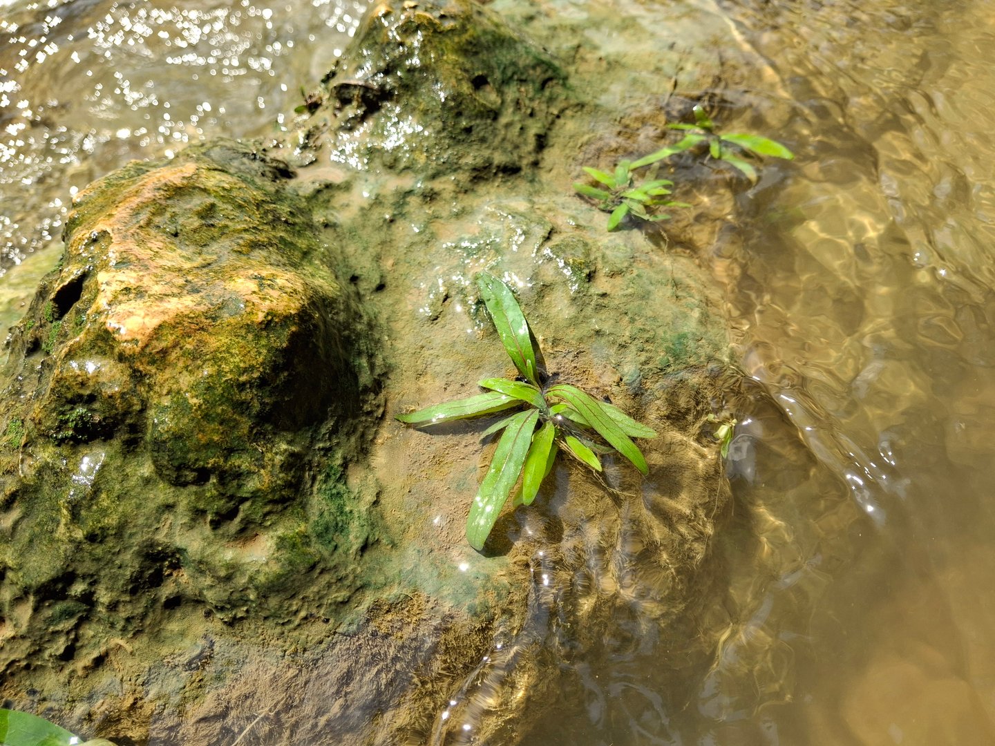 Nutrient-rich aquarium substrate with growing aquatic plants for planted tank aquascaping