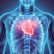 Cardiovascular Health
