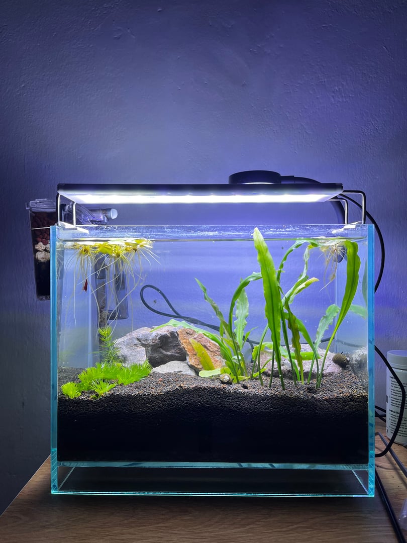 Beautiful planted aquarium with various green aquatic plants