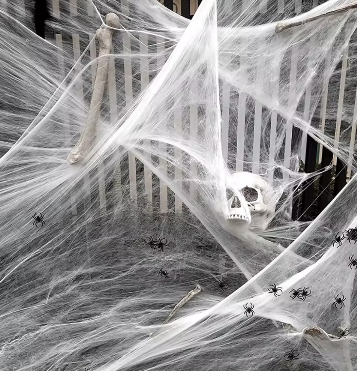 Spider Web Image 2