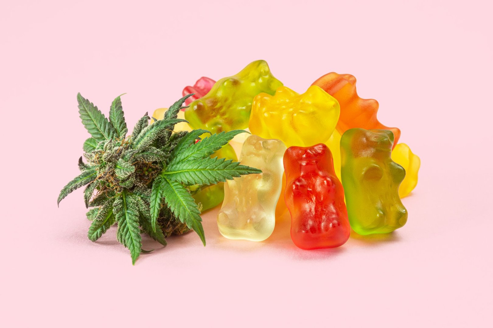 A pile of gummy bears made with cannabis extract next to a fresh bud