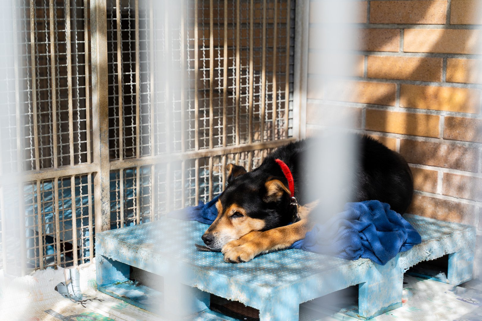 Sleeping shelter dog