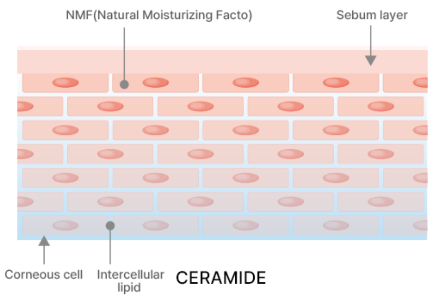 Skin barrier structure and function