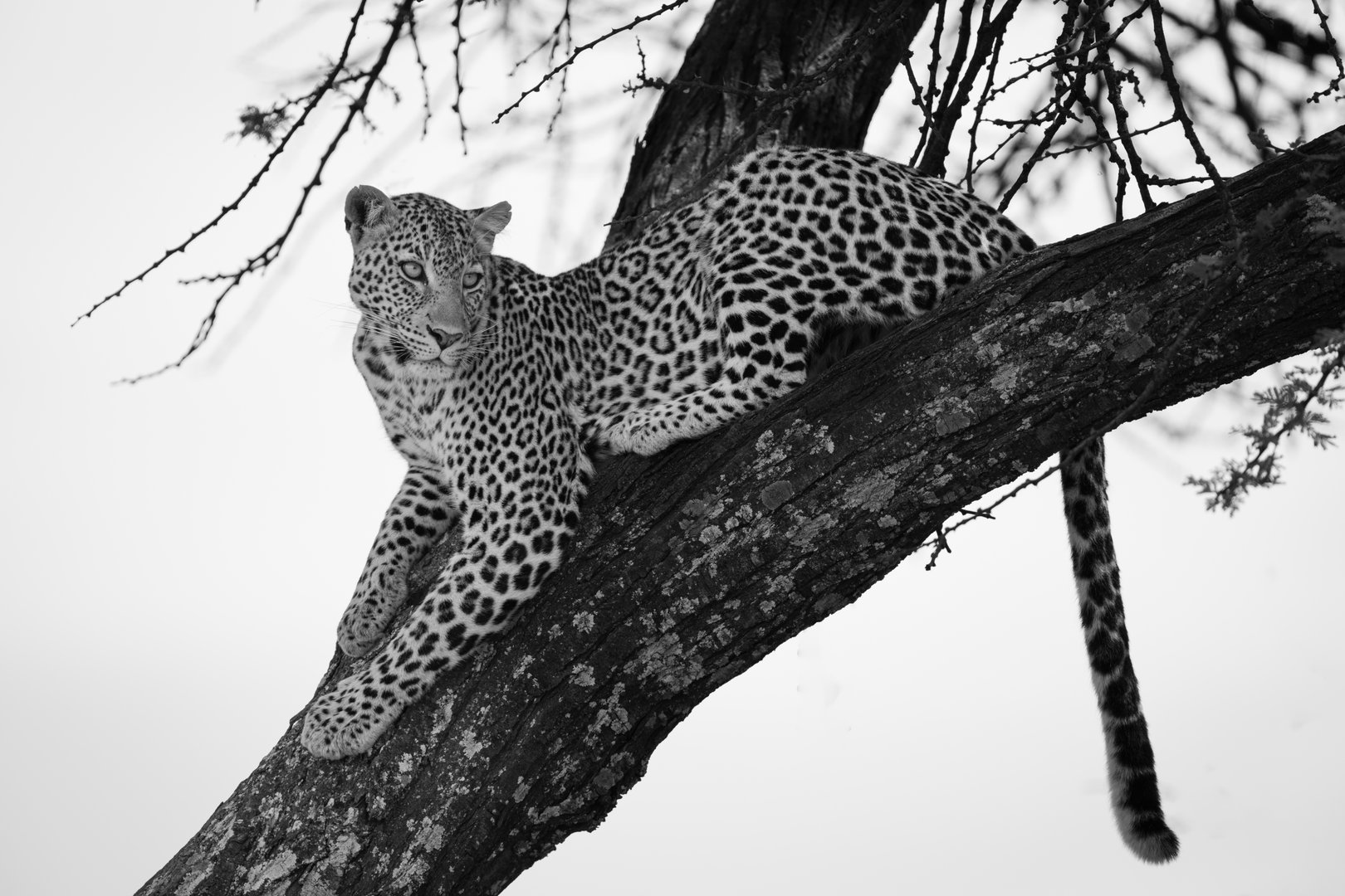 Mono leopard lies on branch looking round