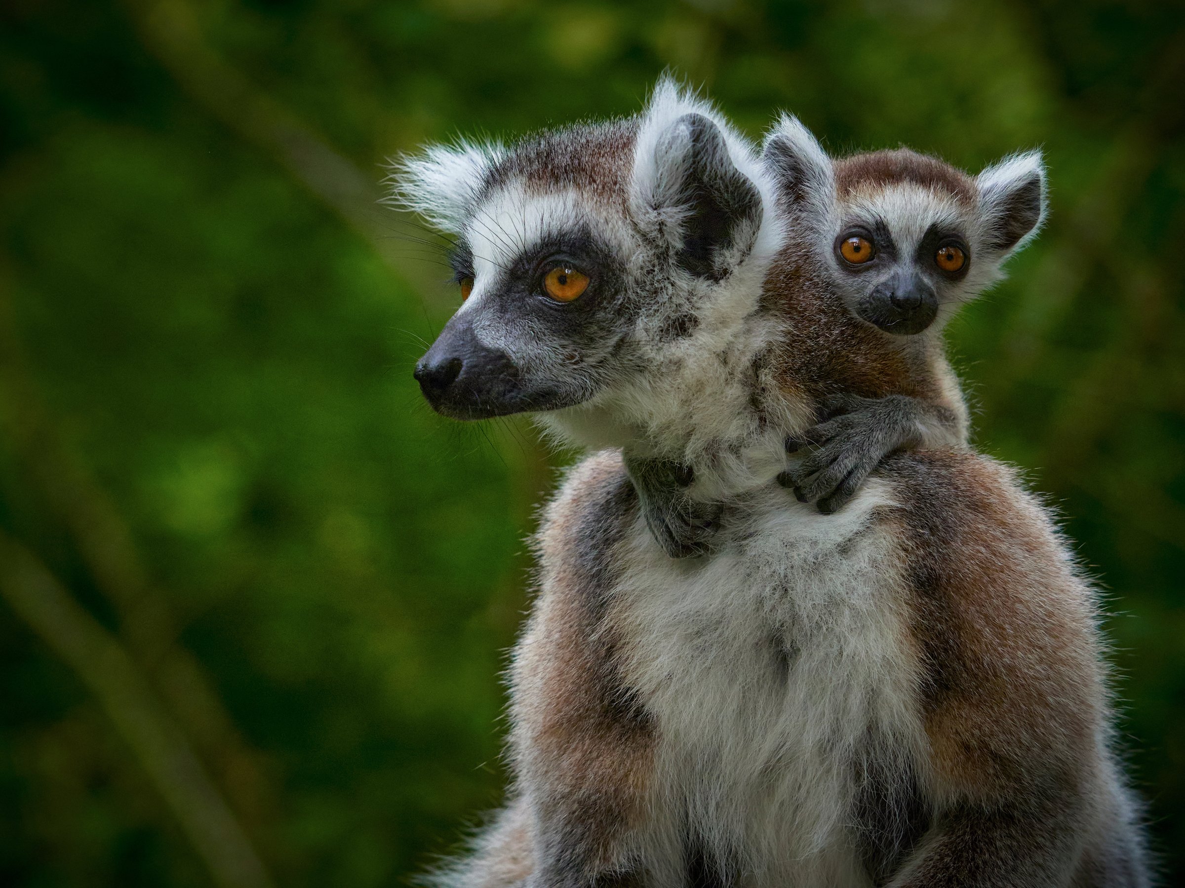 Madagascar