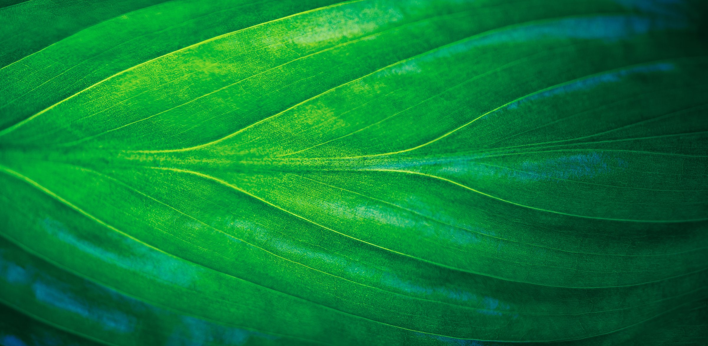 Abstract green texture, nature background, tropical leaf. Leaves texture background