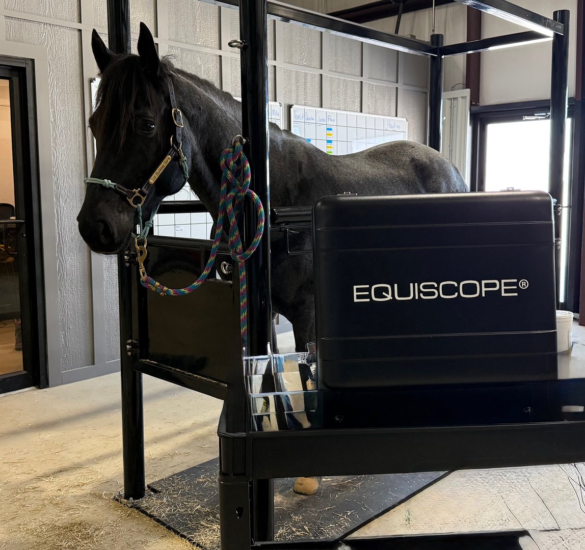Equiscope therapy treatment for horses