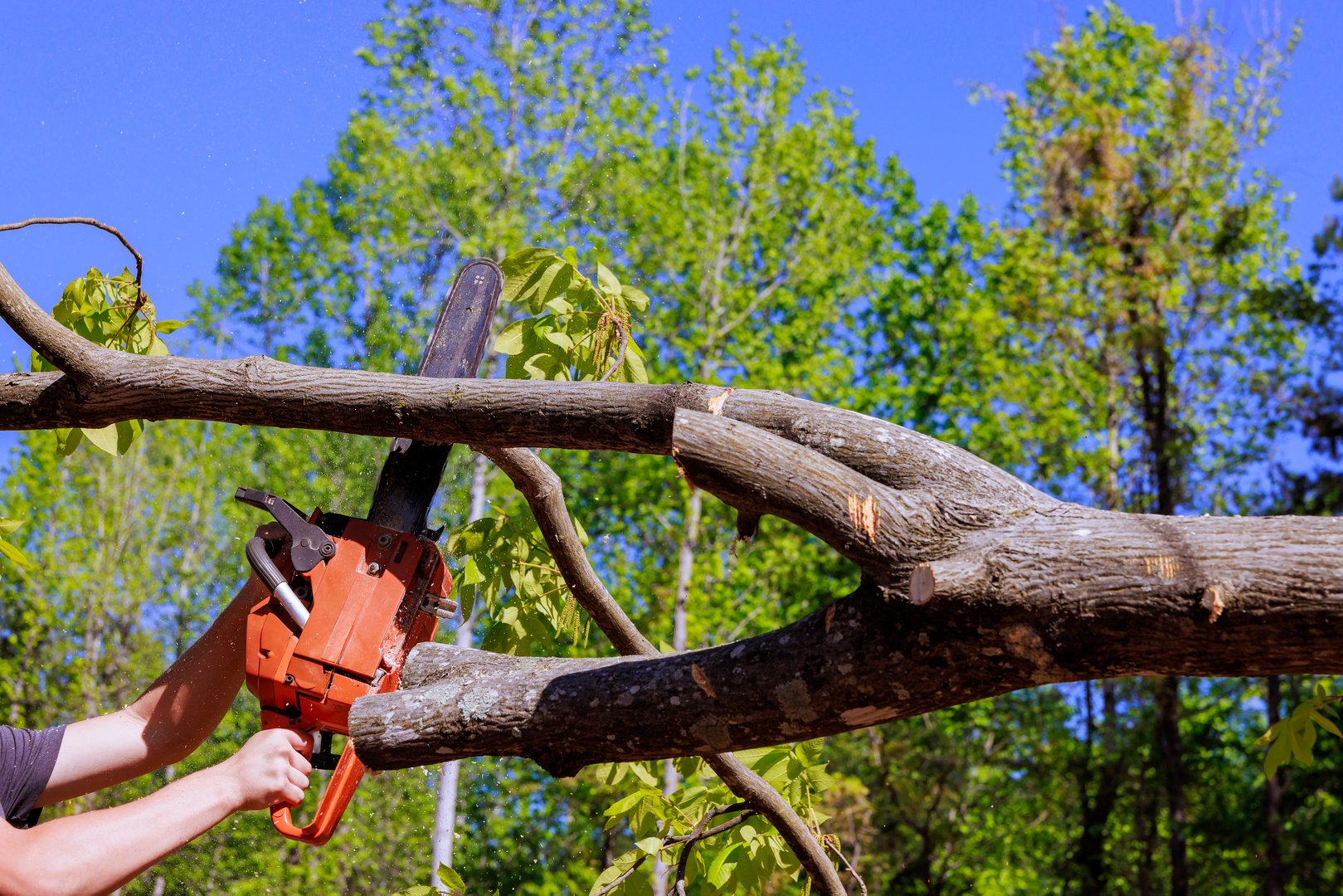 Contractor uses chainsaw to cut into tree stump in forested area after tornado