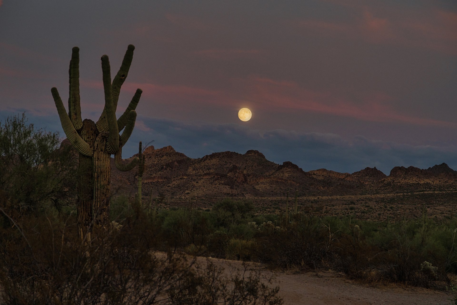 A full moon rises at Sunset in the Sonoran Desert with Saguaro cactus near Phoenix, Arizona