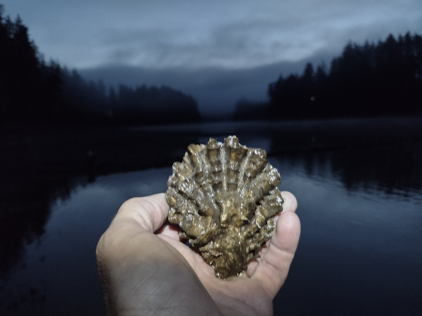 Little Skookum Shellfish harvest