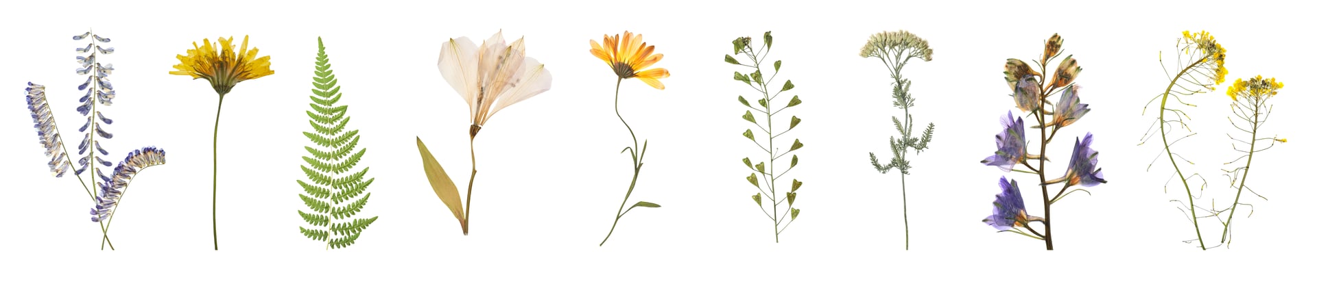 Pressed Flower Artwork 3