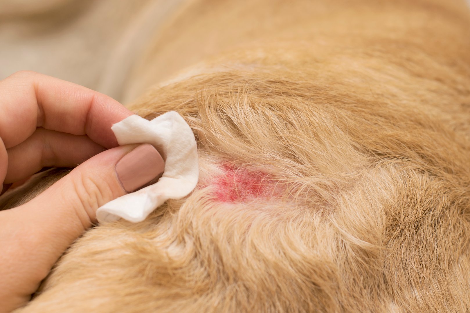 Dermatological allergy in dogs.