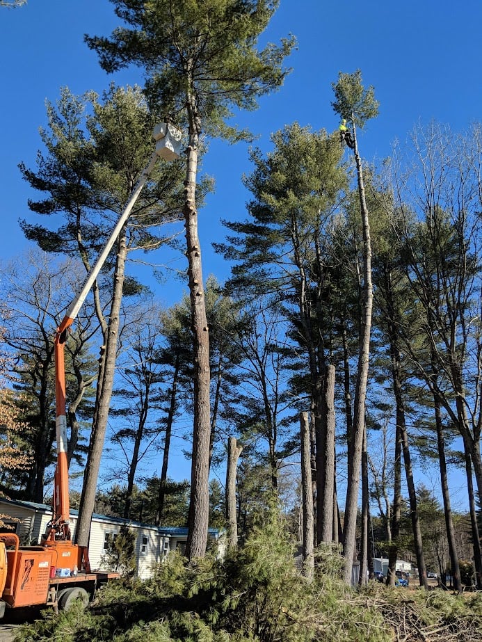 Tree service work completed by Hicks Tree Climbing Services