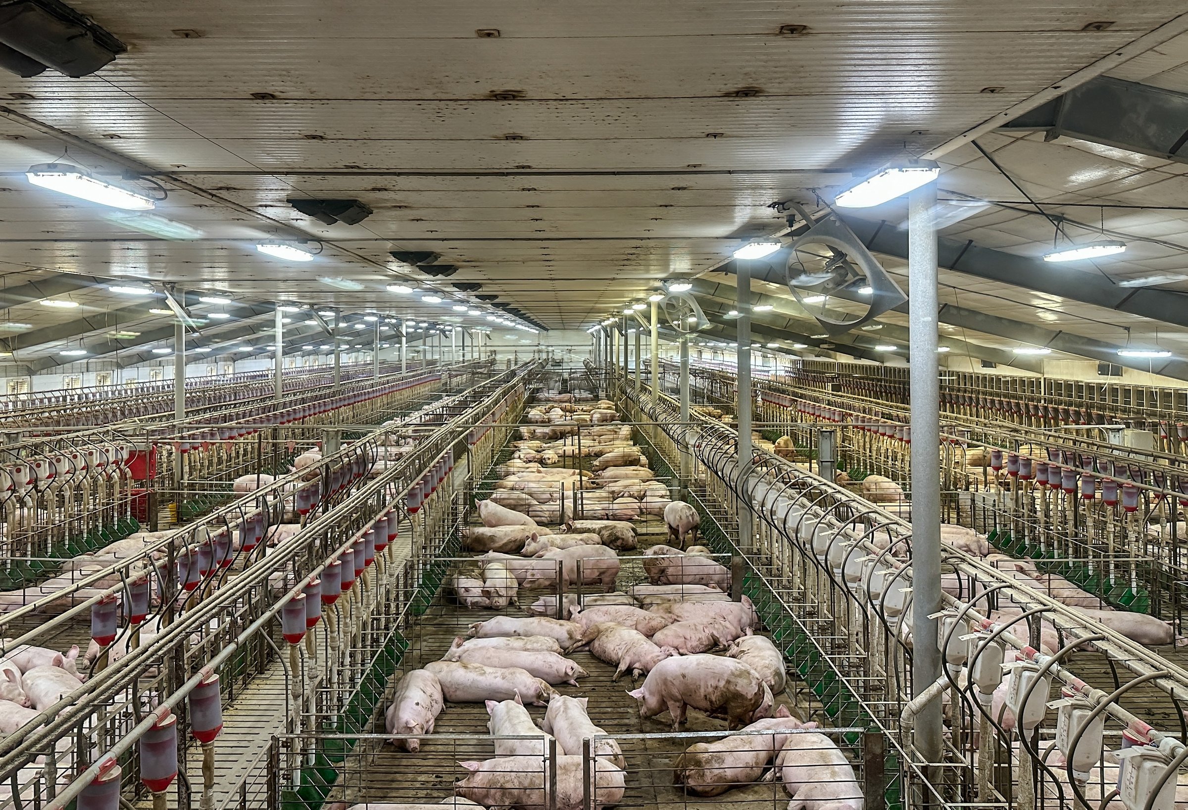 Indoor swine farming in the United States