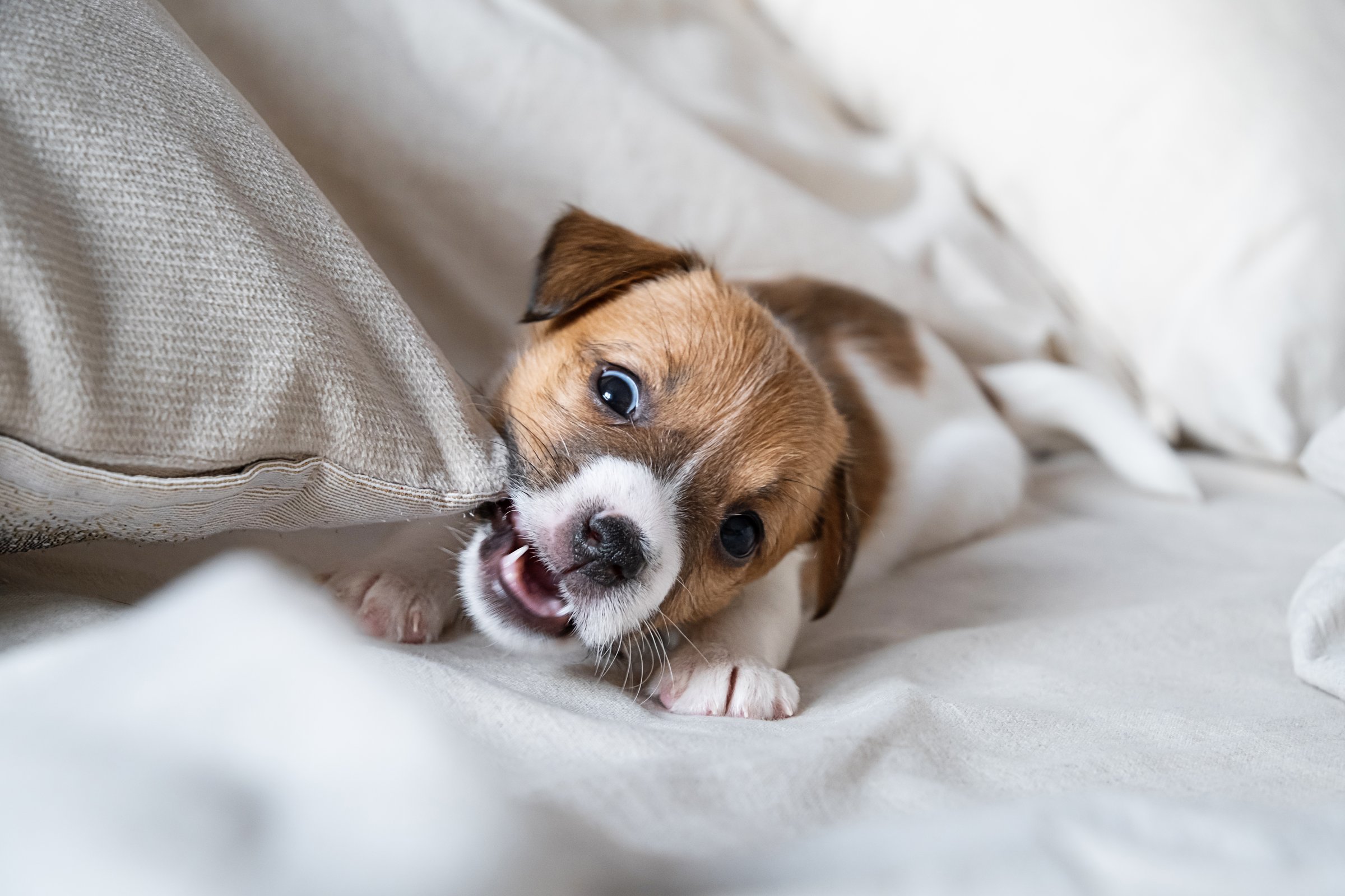Cute puppy playing with cushion