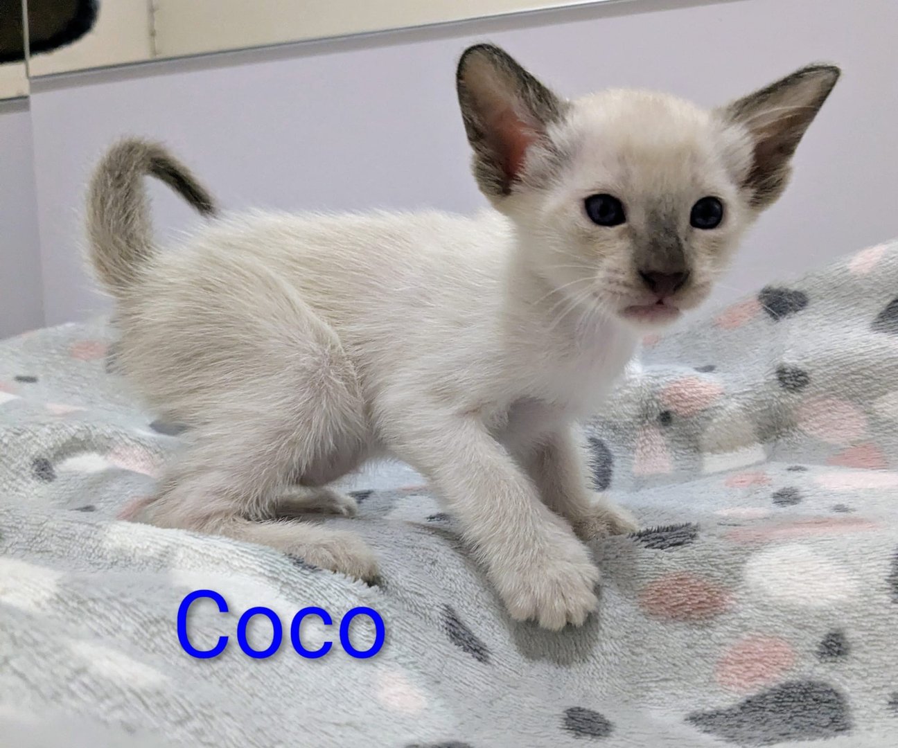 Cookie - Siamese cat