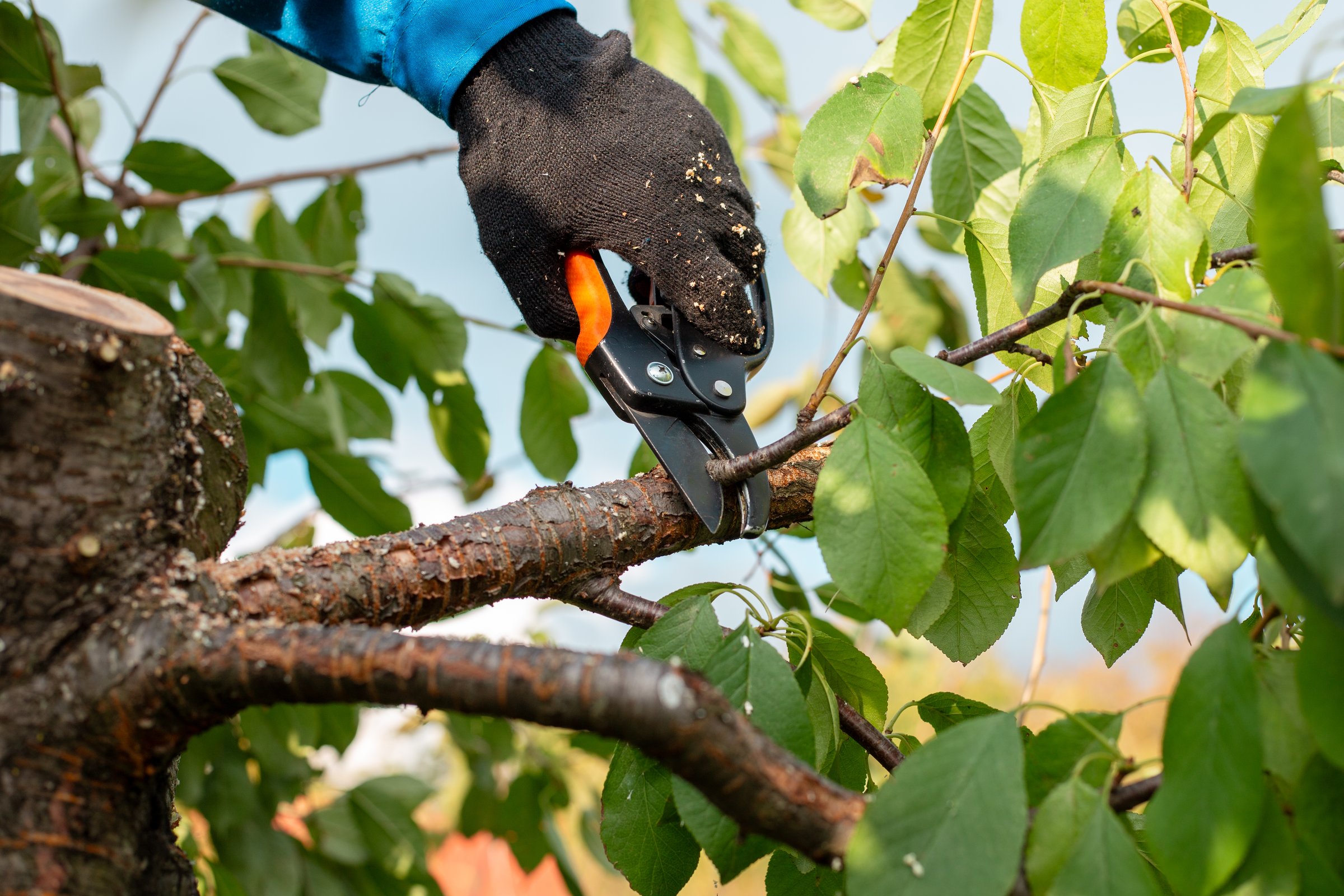 A gloved hand trims a small cherry tree branch with pruning shears, maintaining the tree's health and shape.