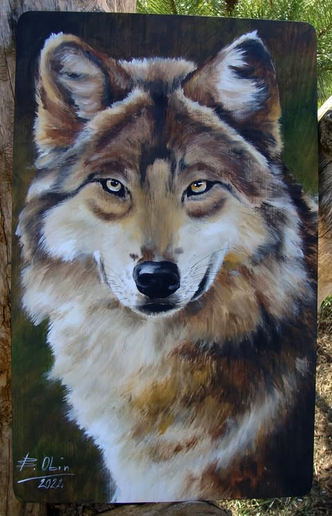 Wilk 9