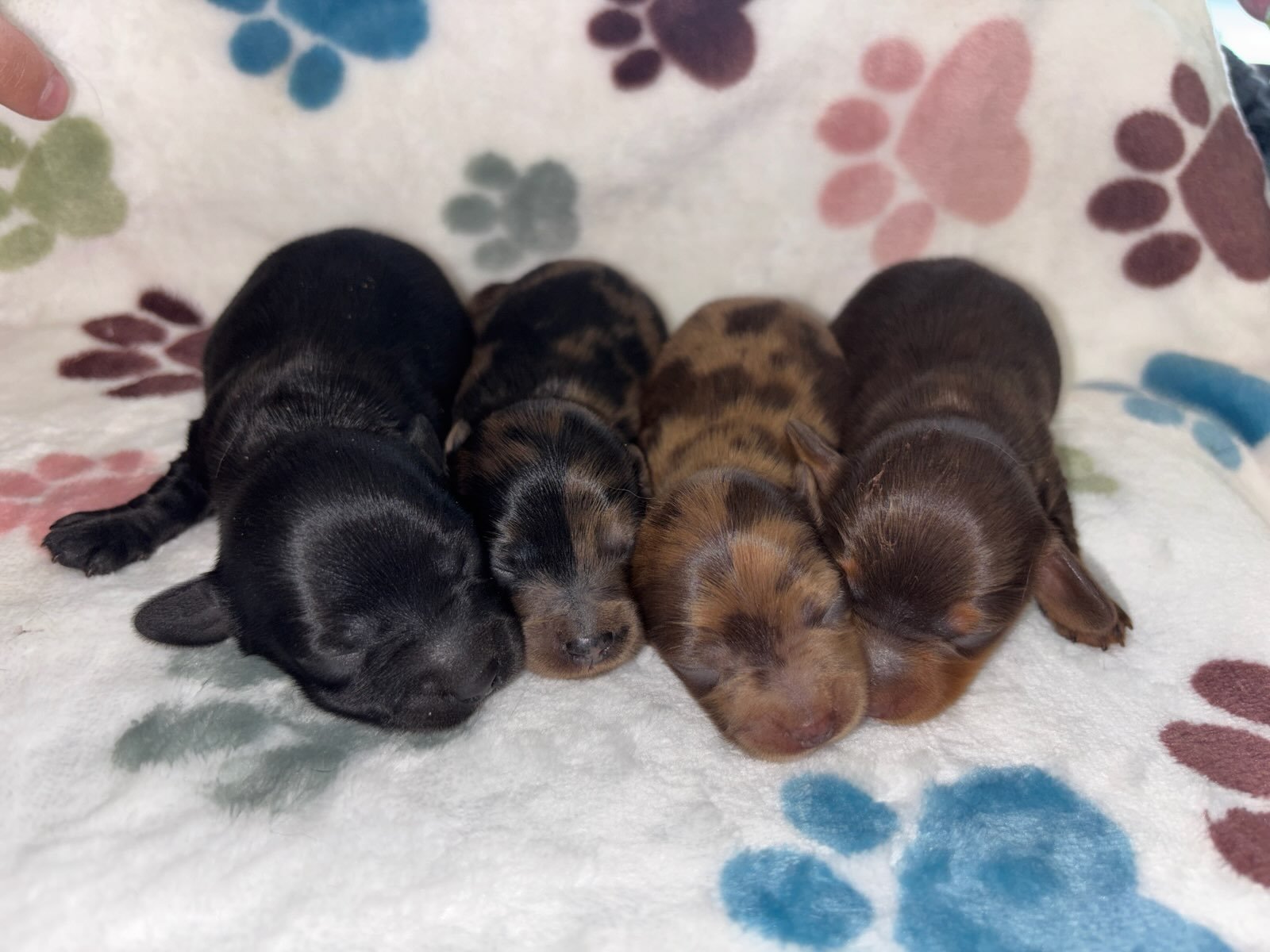 Four sleeping puppies on a soft blanket with colorful paw prints, displaying various coat patterns and colors.